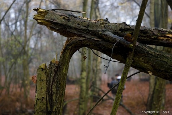 Fieldtrip to Epping Forest - Photo 4