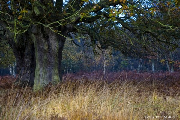 Fieldtrip to Epping Forest - Photo 9