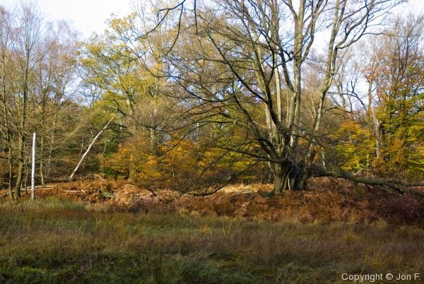 Fieldtrip to Epping Forest - Photo 18