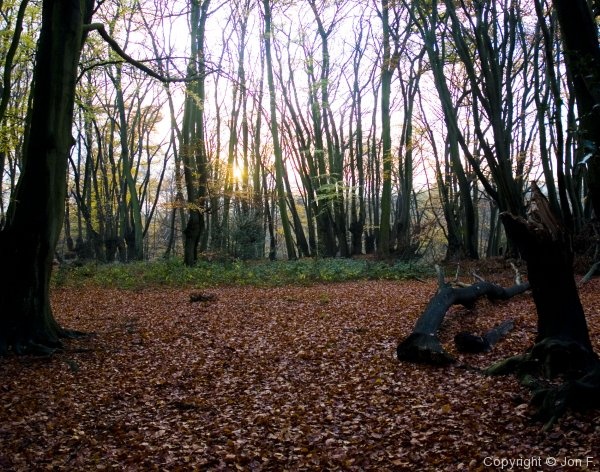 Fieldtrip to Epping Forest - Photo 32
